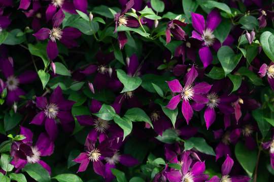 Italiaanse clematis