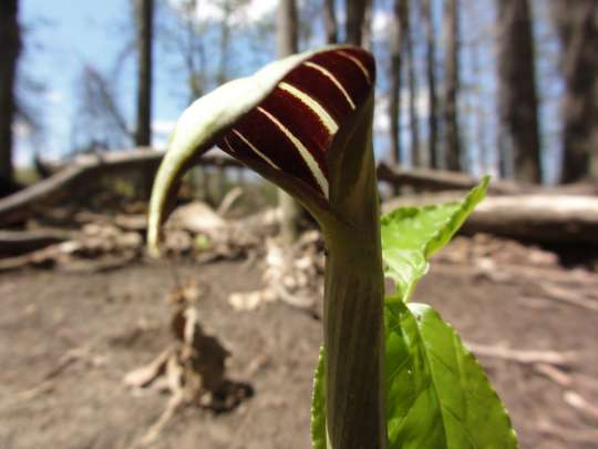 Arisaema