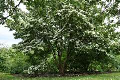 Japanse grootbloemige kornoelje