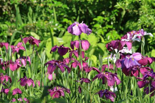 Japanse iris