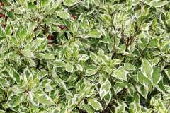 Japanse kardinaalsmuts