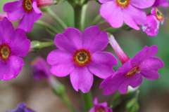 Japanse sleutelbloem