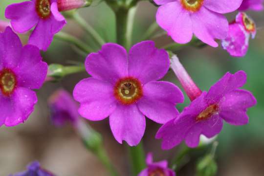 Japanse sleutelbloem