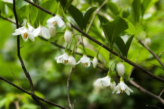 Styrax