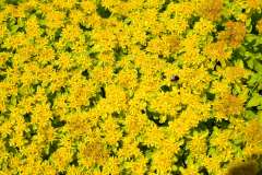 Kamtsjatka-muurpeper