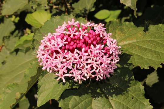 Clerodendrum