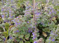 Kleine bergsteentijm