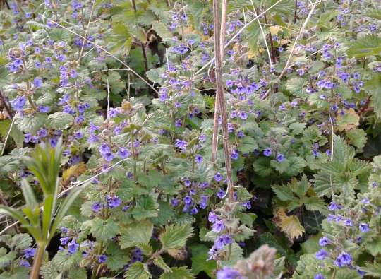 Kleine bergsteentijm