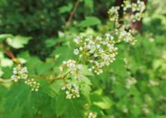 Kleine kransspirea