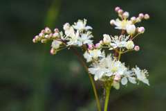 Knolspirea