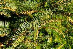 Knoptaxus