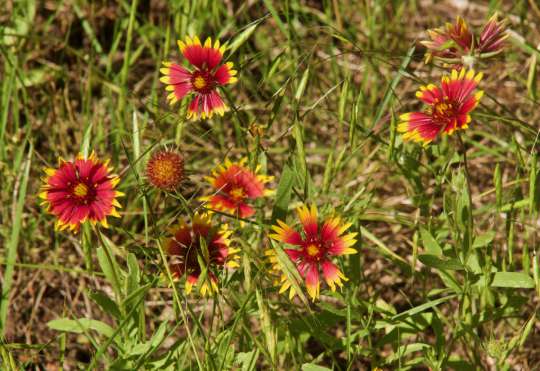 Gaillardia