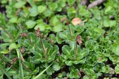 Langbladige steenbreek