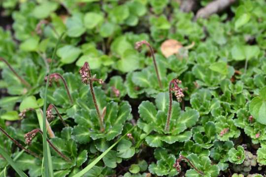 Langbladige steenbreek