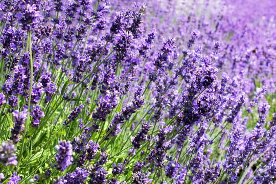 Lavendel