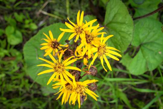 Ligularia