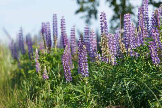 Lupine
