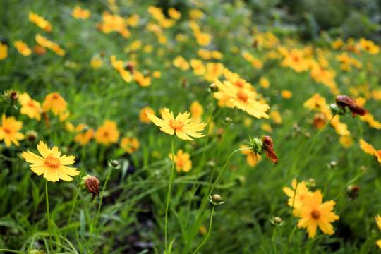Coreopsis