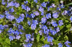 Moerasvergeet-mij-nietje