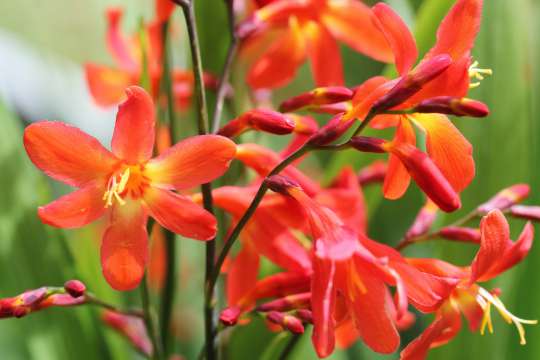 Crocosmia