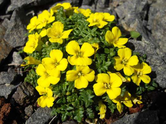 Morisia