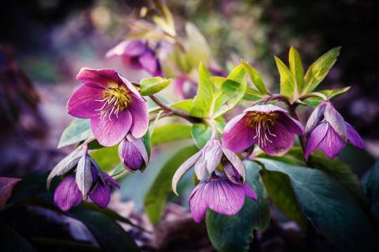 Helleborus