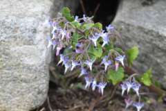 Oriëntaals komkommerkruid