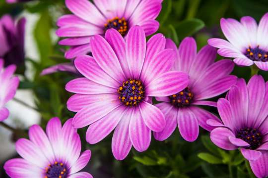 Osteospermum