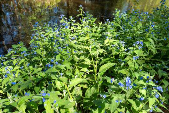 Overblijvende ossentong