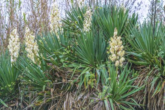 Yucca