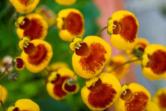 Calceolaria