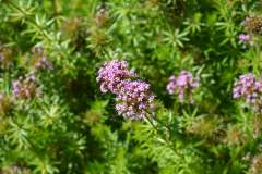 Perzische kruisjesplant