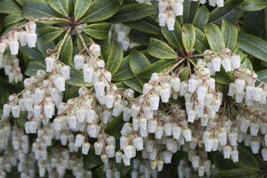 Pieris