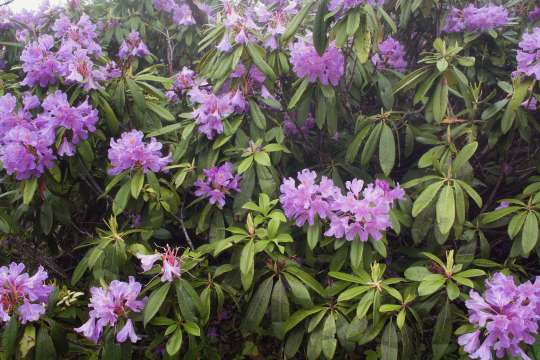 Pontische rododendron