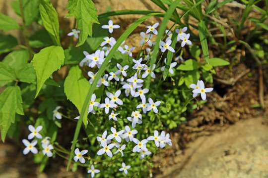 Houstonia
