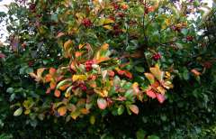 Pruimbladige meidoorn