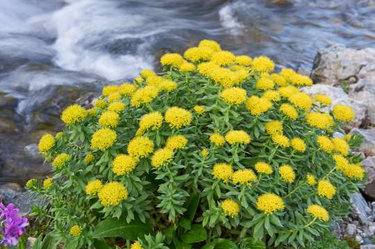 Rhodiola