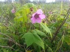 Roodbloeiende framboos