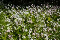 Roze winterpostelein