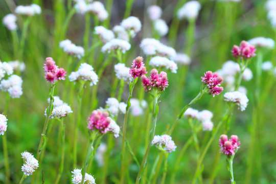 Antennaria