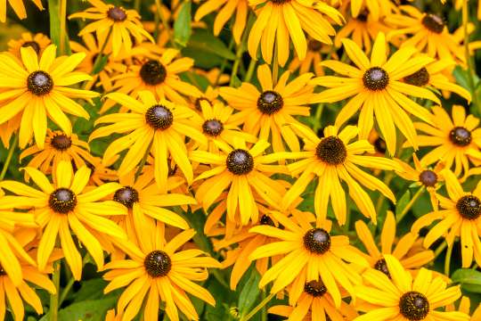 Rudbeckia