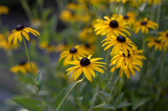 Ruige rudbeckia