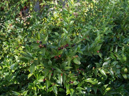 Sarcococca