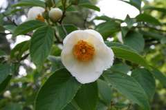Schijncamelia