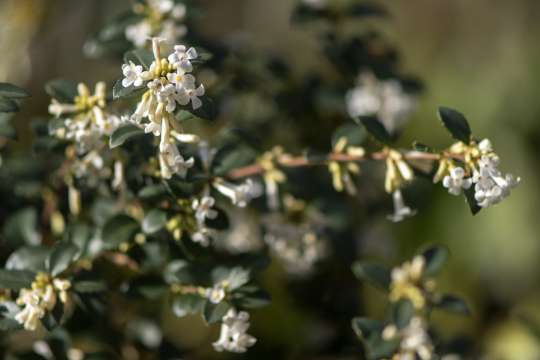 Osmanthus