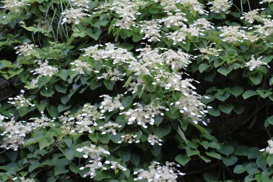 Schizophragma