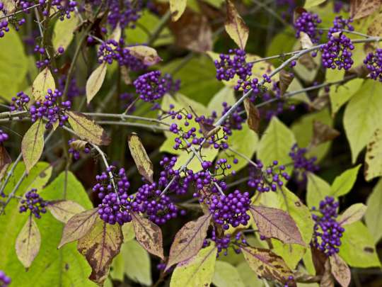 Callicarpa