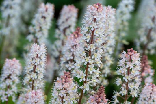 Tiarella
