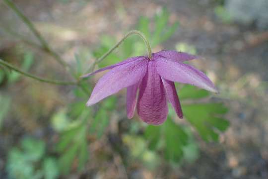 Semiaquilegia
