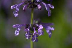 Siberisch kattenkruid